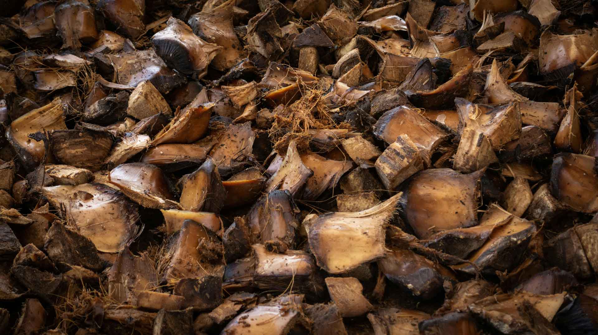 Pencas de Agave